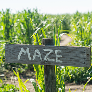 A maze sign in front of a corn farm.
