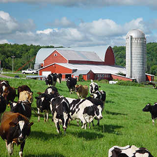 Dairy cows in pasture walking towards farm buildings.