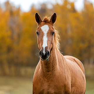 Portrait of Don breed horse in autumn. 