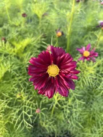 Engelbrecht Farm Flowers