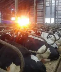 Dairy cows laying in building with a bright setting sun in the distance.