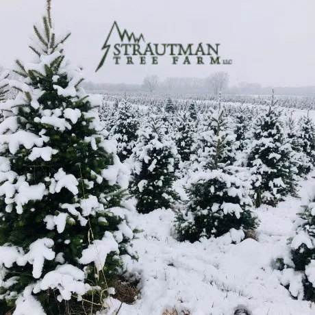 Strautman Tree Farm