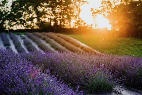 Calyx Creek Lavender and Lodging 