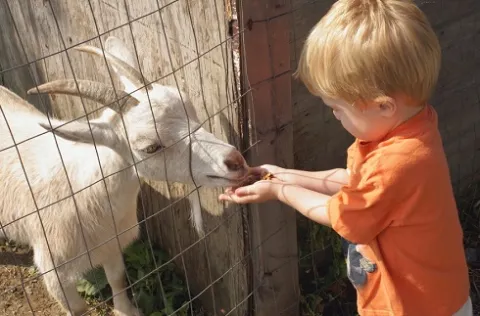 Child holding out food in hands to a goat.