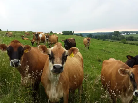 Herd of cows in a pasture at Cinnamon Ridge Farms.