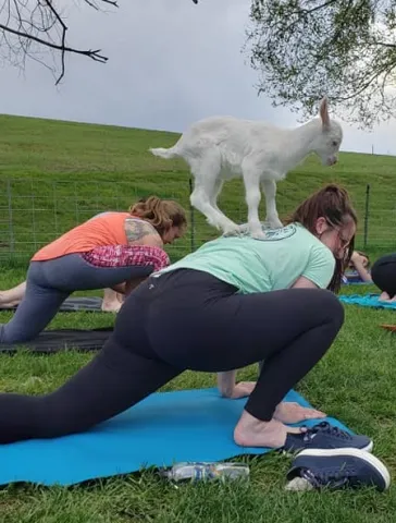 Goat yoga classes produce guest giggles at Lucky Star Farm and Honey Creek Creamery.