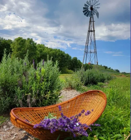 Basket of lavender with windmill in the background at Loess Hills Lavender Farm.