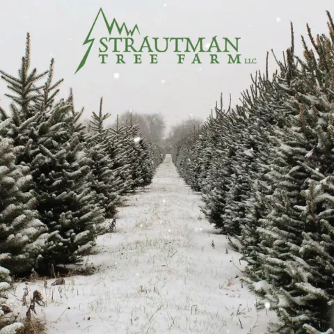 Strautman Tree Farm