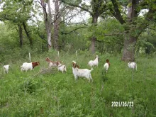 Managing forest site preparation with goats .