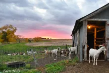 Goats at Eden Hills farm.