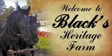 Black's Heritage farm with plow horse.