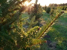 Close up of tree branch at sunset with rows of trees in the background.