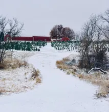 Snow covered trees of all different sizes with farm buildings in the background at Walnut Ridge Farms.