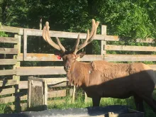 Elk staring at camera.
