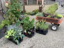 Plants from nursery stacked in groups.