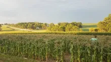 Corn field at Corn for a Cause farm.