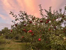Trees full of ripe red apples at sunrise.