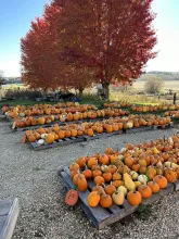 Rows of pumpkins at Kahler's Pumpkin Patch.
