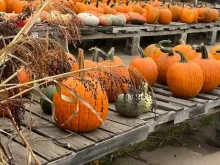 Tables full of pumpkins in varying sizes and colors.