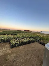 View of Kelly Tree Farm at dusk.