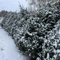Row of Christmas trees dusted with snow at The Fisher Tree Farm.