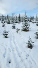 Trees on a snow covered slope at Wickiup Hill Tree Farm