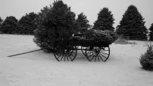 Antique wagon with cut Christmas tree.