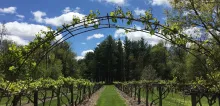Arch at entrance framed by grape vines.