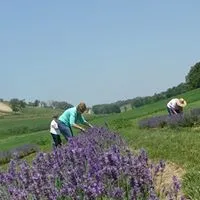 People cutting blooming lavender.