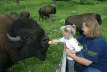 Mom and daughter petting buffalo.