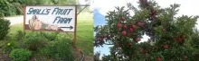 Small's Fruit Farm sign and apple tree with ripe red apples.