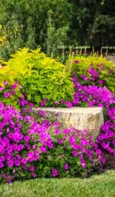 Greenery and plants with purple flowers growing abundantly.