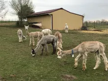 Freshly sheared Alpacas eating grass in a pasture at C & M Acres.