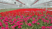 Greenhouse full of plants with pink and red flowers.