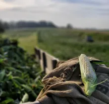 Ear of sweet corn on burlap sack with field in the background.