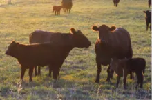 Cows grazing at sunset.