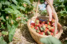 A basket full of Strawberries at The Berry Basket Farm.