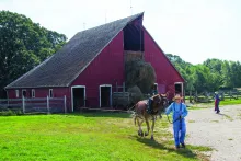 Farmer leads mule away from barn at 1900-era farm, raising hay into barn.