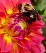 Close up of a bee on a pink flower with yellow center.
