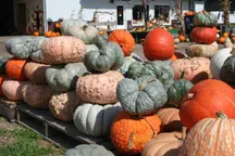 Pallets of pumpkins in various sizes and colors.