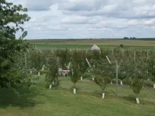 Young trees at Timeless Prairie Orchard.