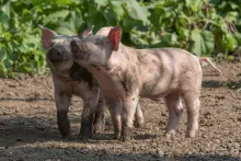 Friends at the Farms