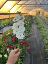 A white flower with greenhouse in background.