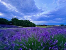 Image of our flowing lavender fields with our venue space and one of our treehouses in the background