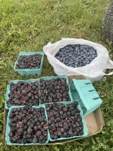 one of the many berry crops available- black raspberry late June-July