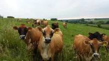 Jersey Dairy Cows on pasture