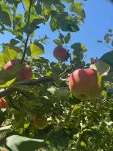 Apples at Otter Creek Orchard 