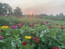 Sunset over the gardens