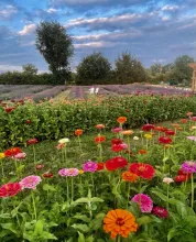 Flowers at Jester Hill