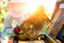 The beekeeper takes the frame with honeycomb from the hive.